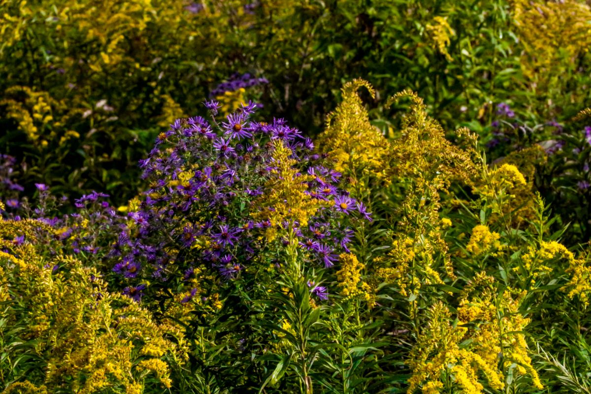 10 Types Of Fall Wildflowers Including Photos
