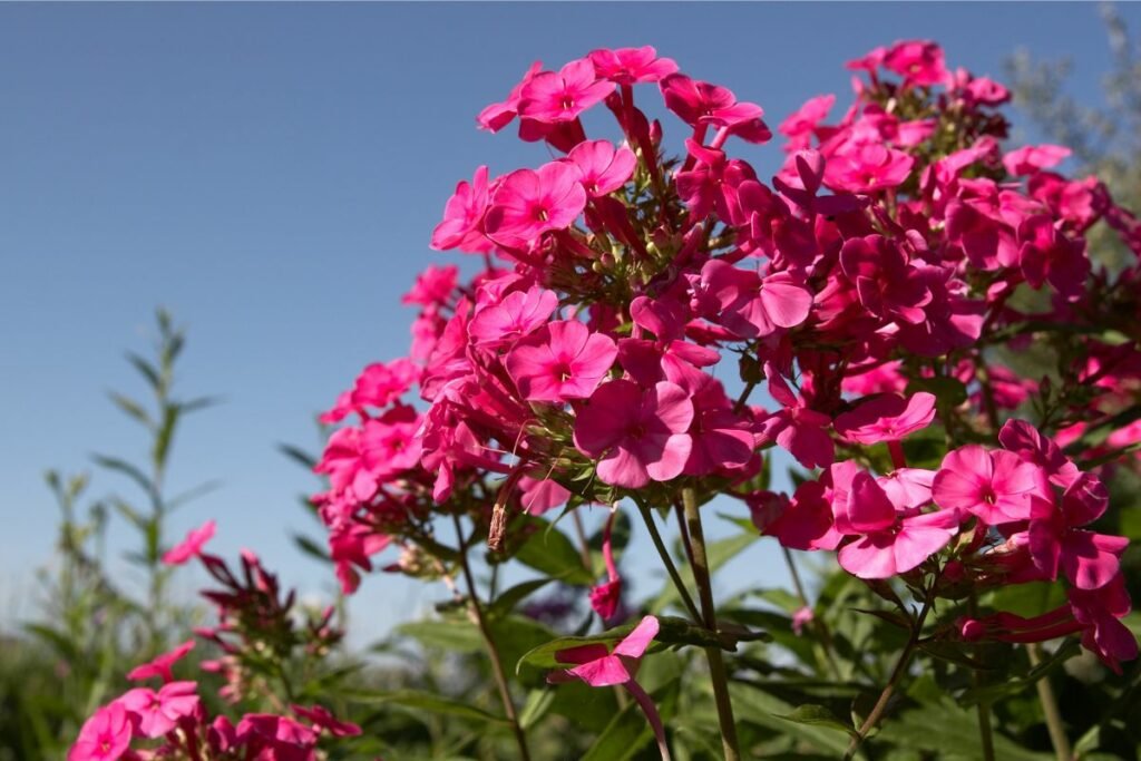 20 Common Types Of Colorado Wildflowers Including Photos Mich Wildflowers