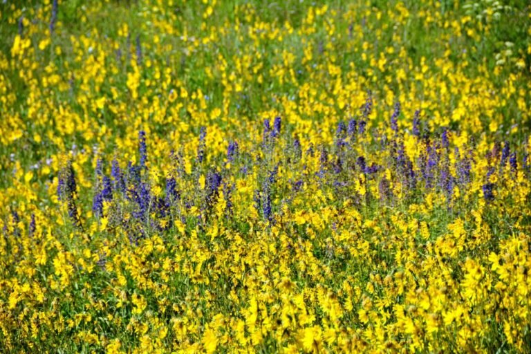 20 Common Types Of Colorado Wildflowers Including Photos Mich Wildflowers