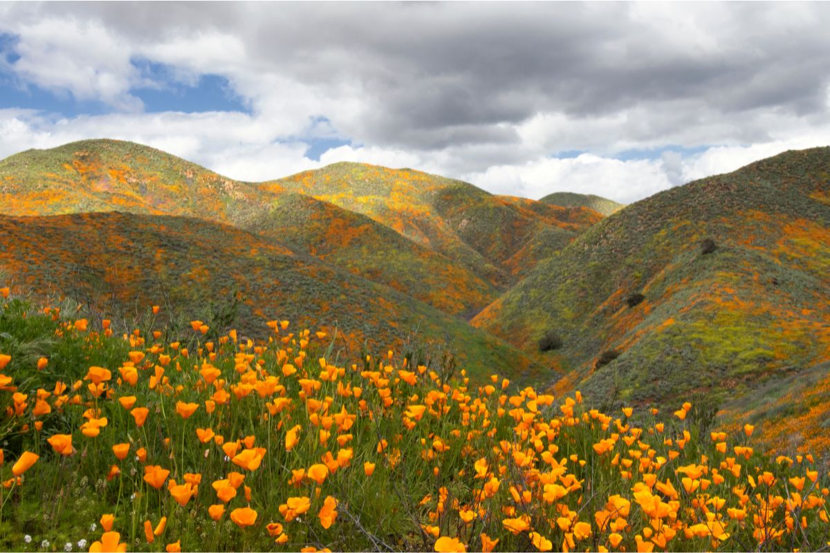 20 Types Of Common California Wildflowers With Pictures