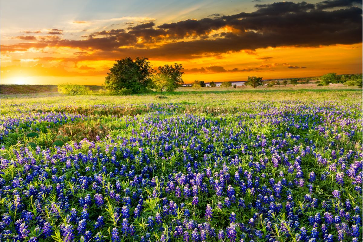 23 Common Types Of Texas Wildflowers Including Photos