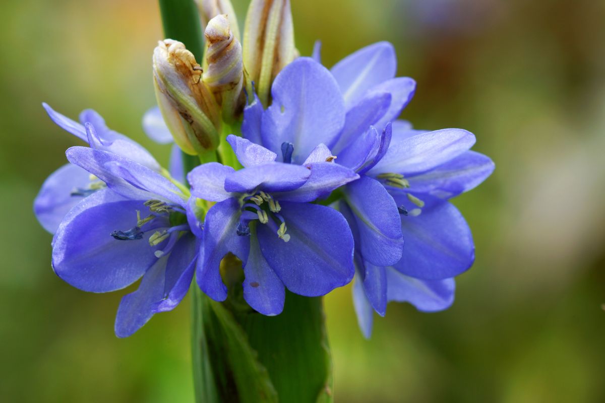 25 Types Of Blue Wildflowers Found In The United States
