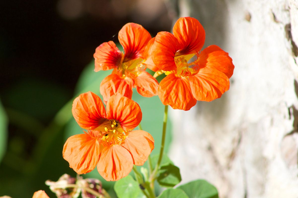 25 Types Of Orange Wildflowers Found In The United States