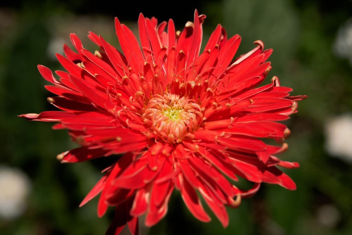 25 Types Of Red Wildflowers Found In The United States
