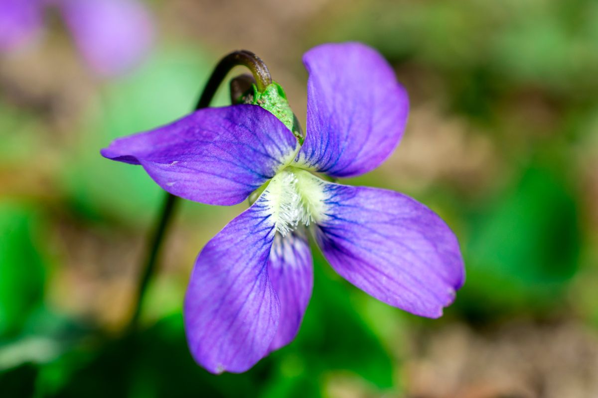 27 Common Types Of Mississippi Wildflowers Including Photos