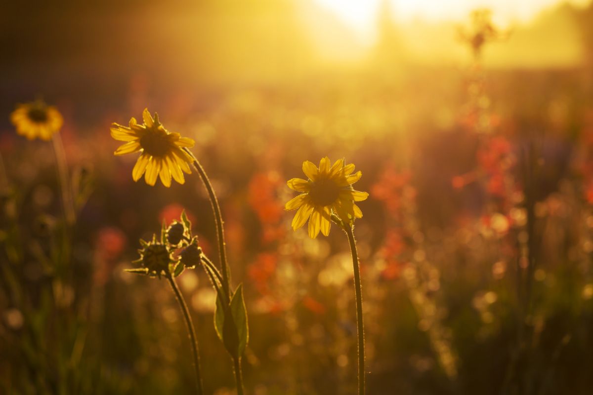 45 Common Types Of Kansas Wildflowers Including Photos