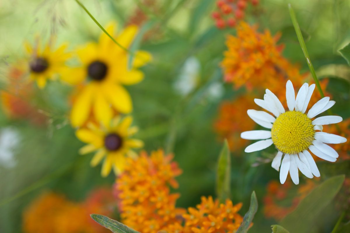 45 Common Types Of Minnesota Wildflowers Including Photos