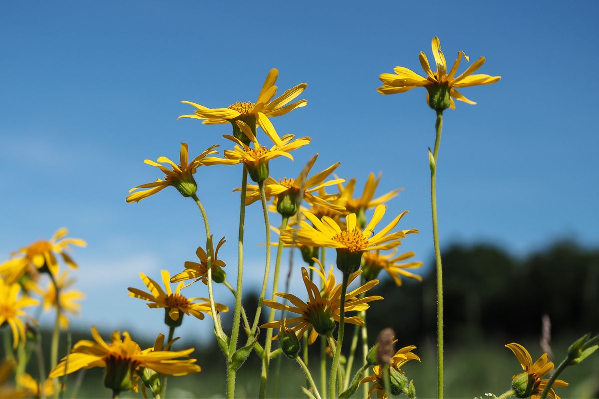 45 Common Types Of Montana Wildflowers Including Photos