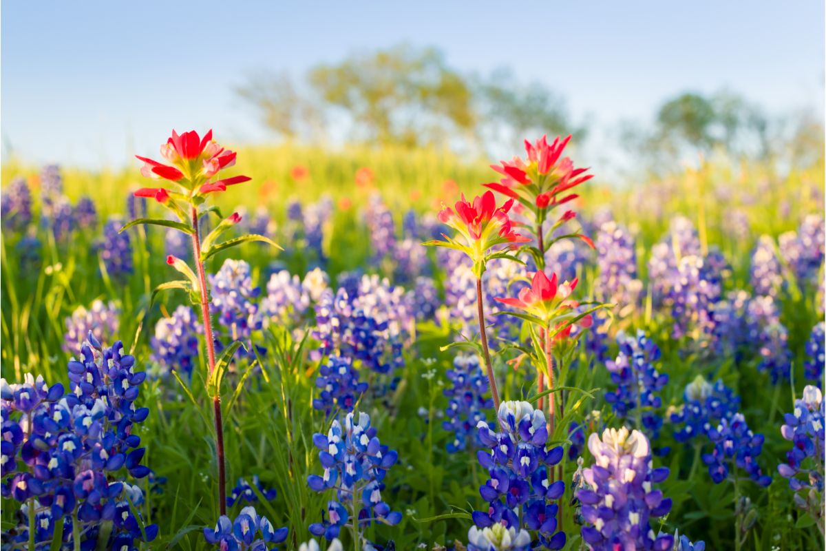 45 Common Types Of Nebraska Wildflowers Including Photos