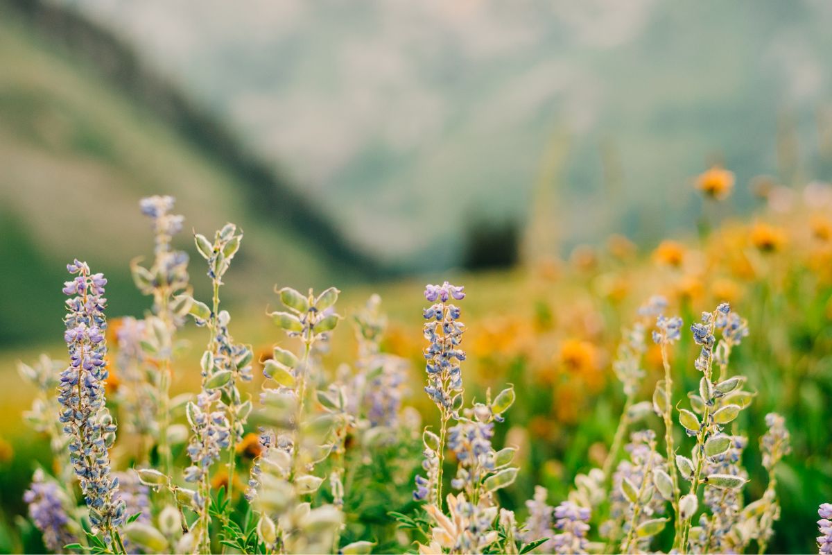 45 Common Types Of Utah Wildflowers Including Photos
