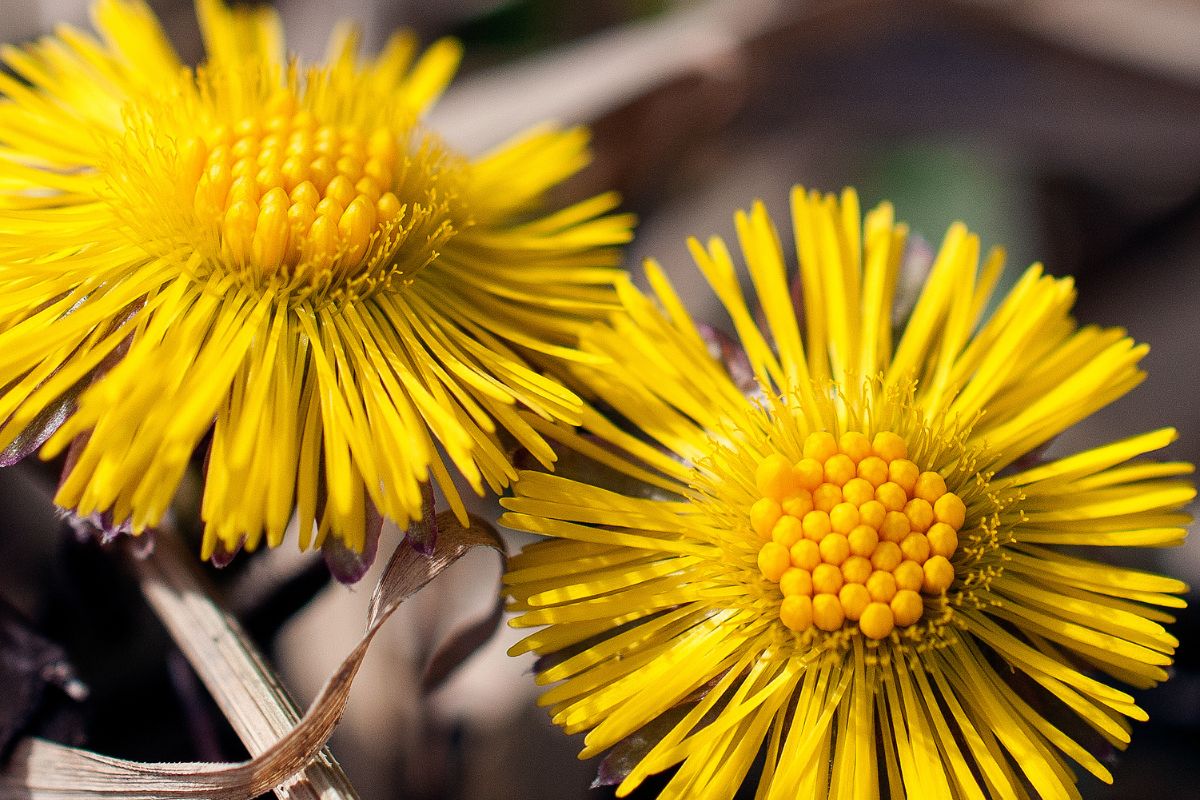 45 Types of Common Virginia Wildflowers With Photos
