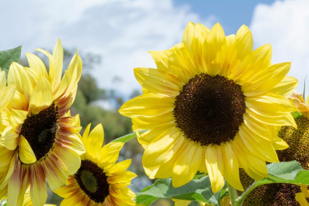 10 Beautiful Helianthus Types of Flowers You May Not Have Seen