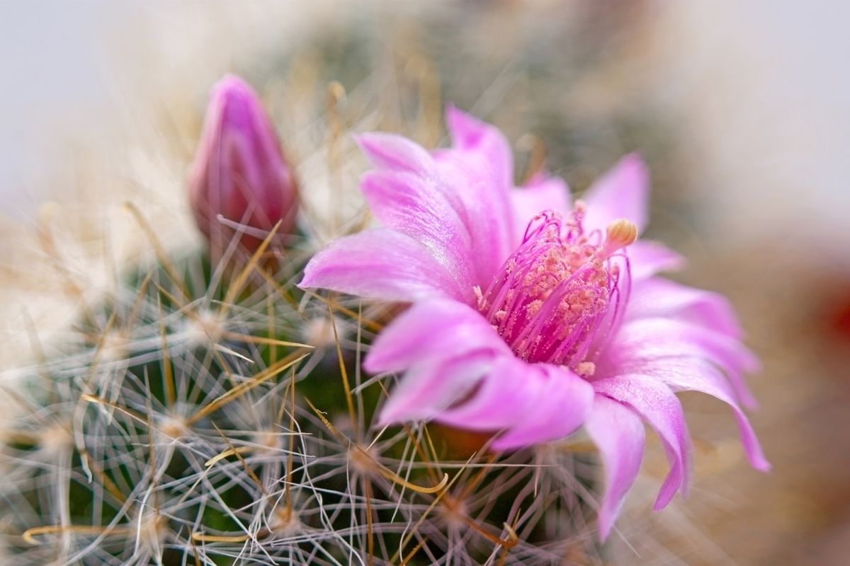 10 Beautiful Types Of Cactus Flowers You May Not Have Seen