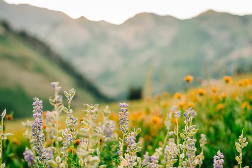 10 Best Bay Area Wildflowers To Spot On Your Next Adventure Mich