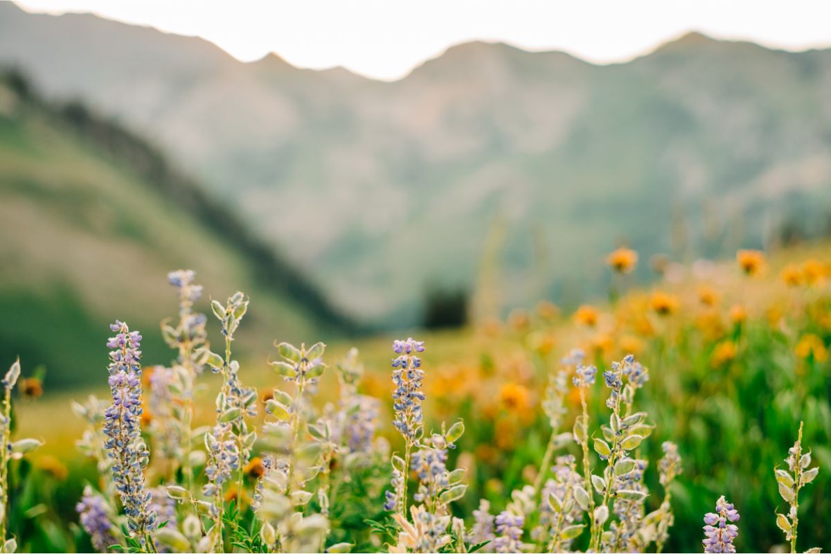 10 Best Bay Area Wildflowers To Spot On Your Next Adventure