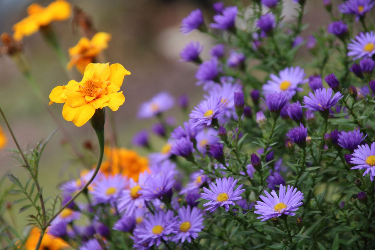 10 Shade Tolerant Wildflowers That Beautifully Pop With Color