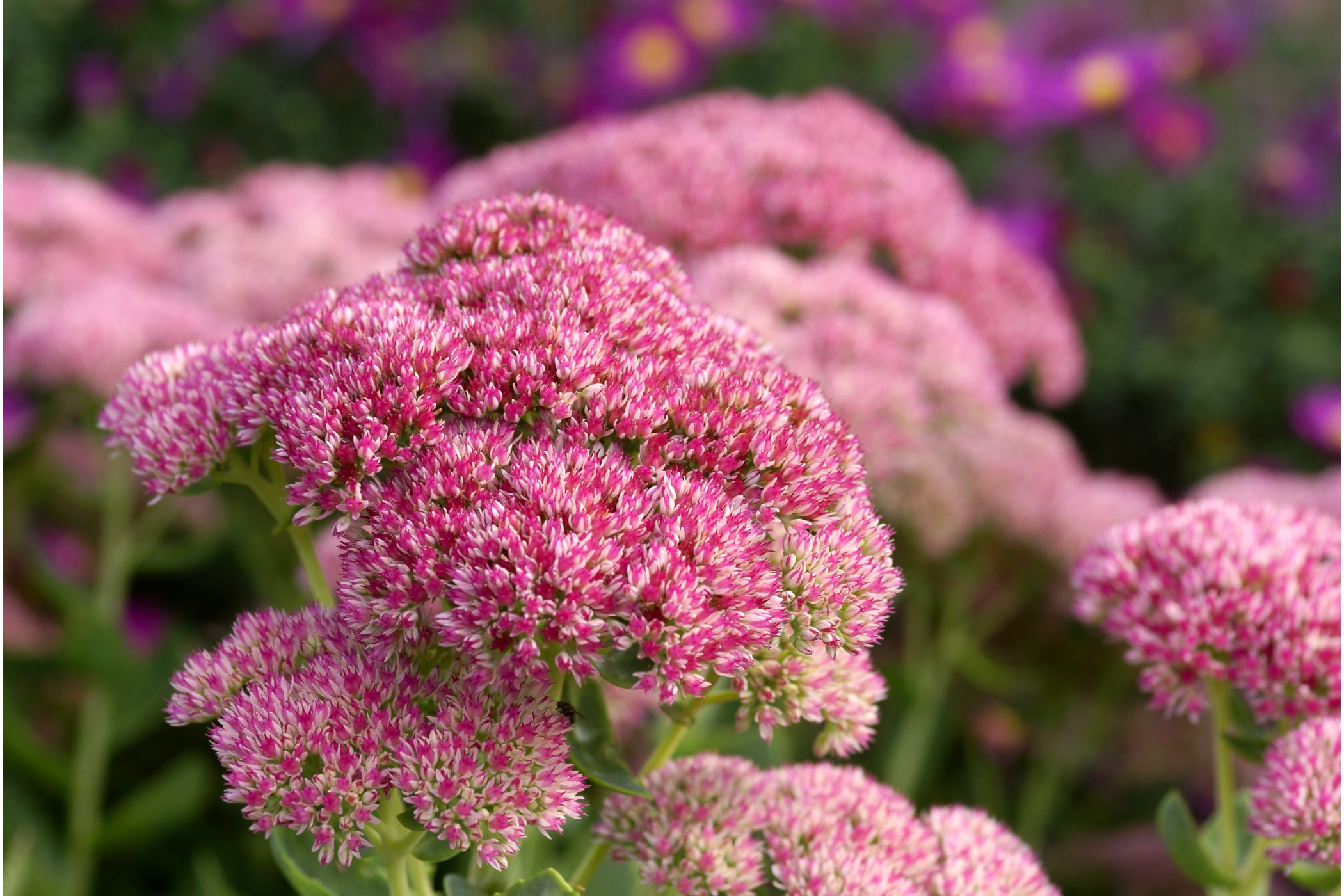 12 Fall Flowering Perennials to Brightening Up The Backyard For Those Chilly Days In The Fall