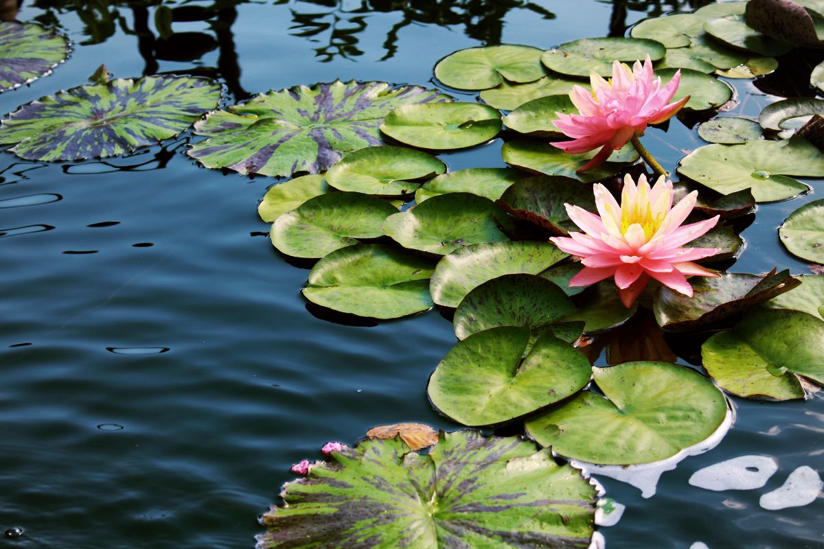 14 Amazing Flowers That Grow In Water You Need In Your Life Right Now