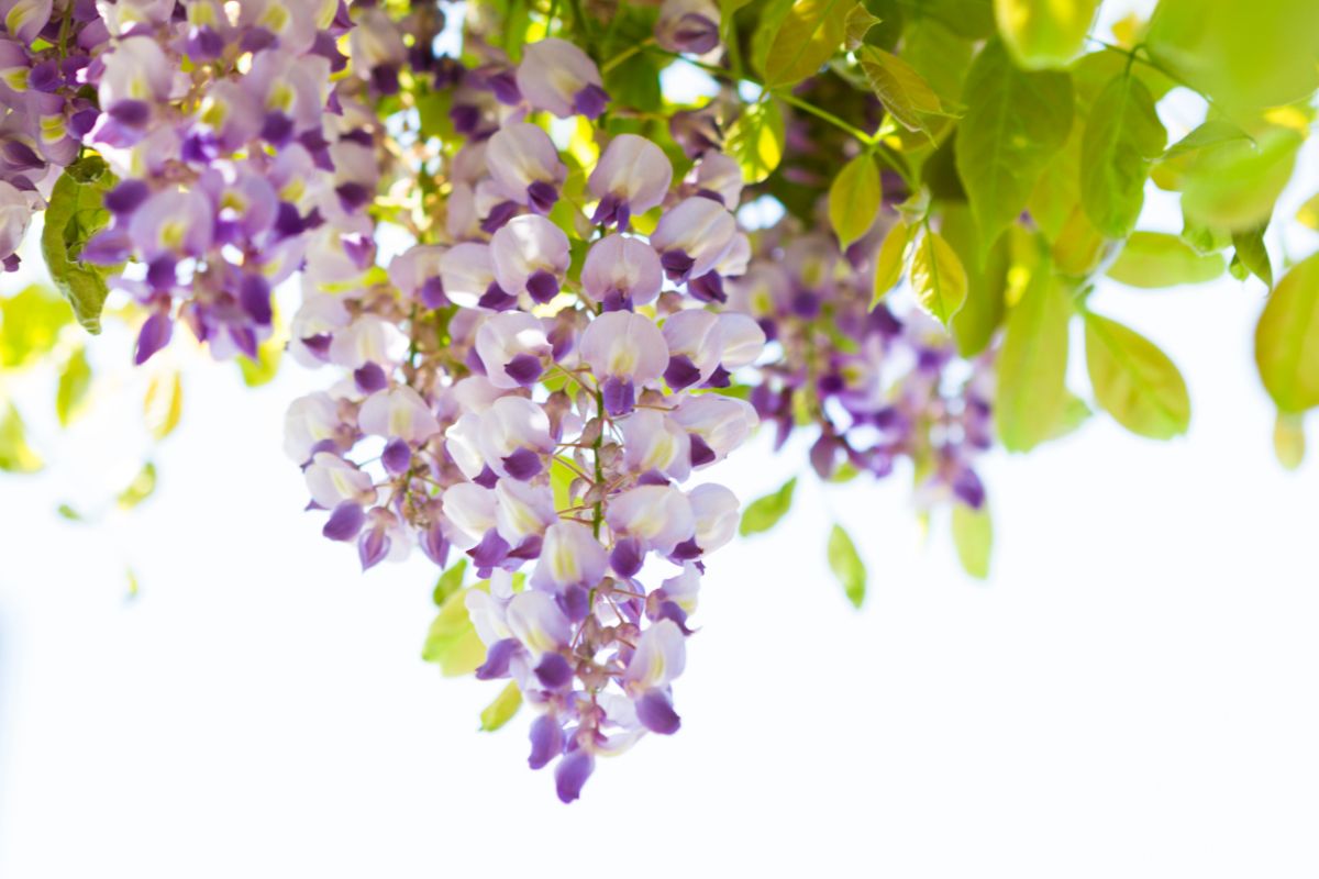 15 Best Vine With Purple Flowers That Will Look Great In Your Garden