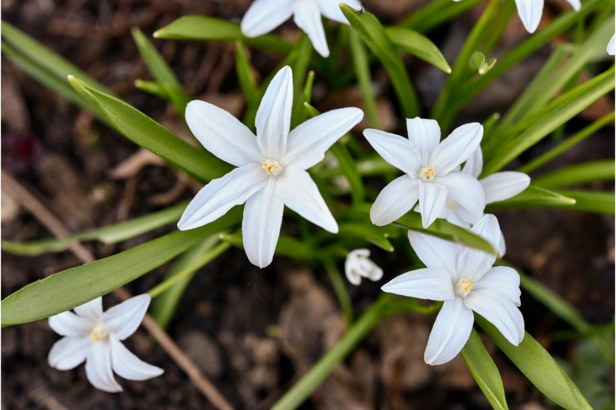 Star Shaped Flowers