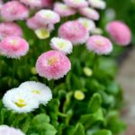 20 Types of Flowers That Resemble English Daisies