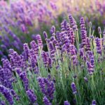 21 Types Of Lavender – The Nicest Flower In The World In Pictures