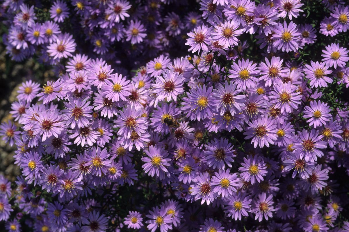 7 Beautiful Types Of Aster Flowers You May Not Have Seen
