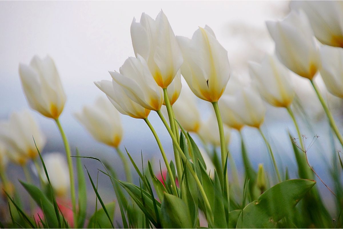 8 Beautiful Tulip Types Of Flowers You May Not Have Seen