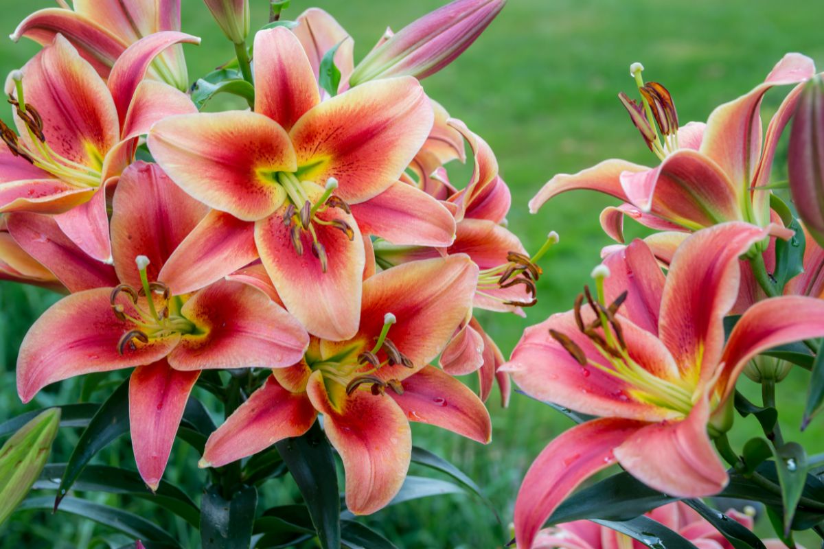 8 Beautiful Types Of Lilium Flowers You May Not Have Seen