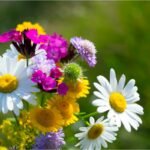 8 Best East Tennessee Wildflowers To Spot On Your Next Adventure