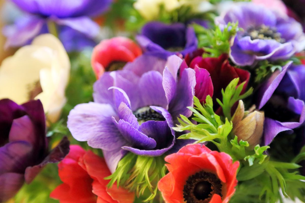 9 Beautiful Types Of Anemone Flowers You May Not Have Seen