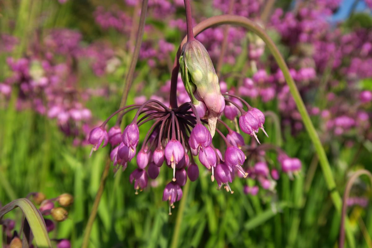 9 Beautiful Types Of Bulb Flowers You May Not Have Seen