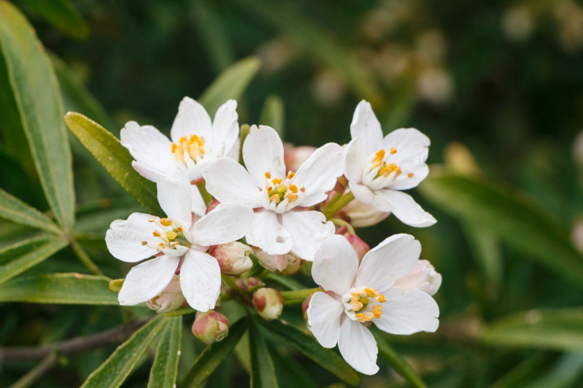 All You Need To Know About The Mexican Mock Orange