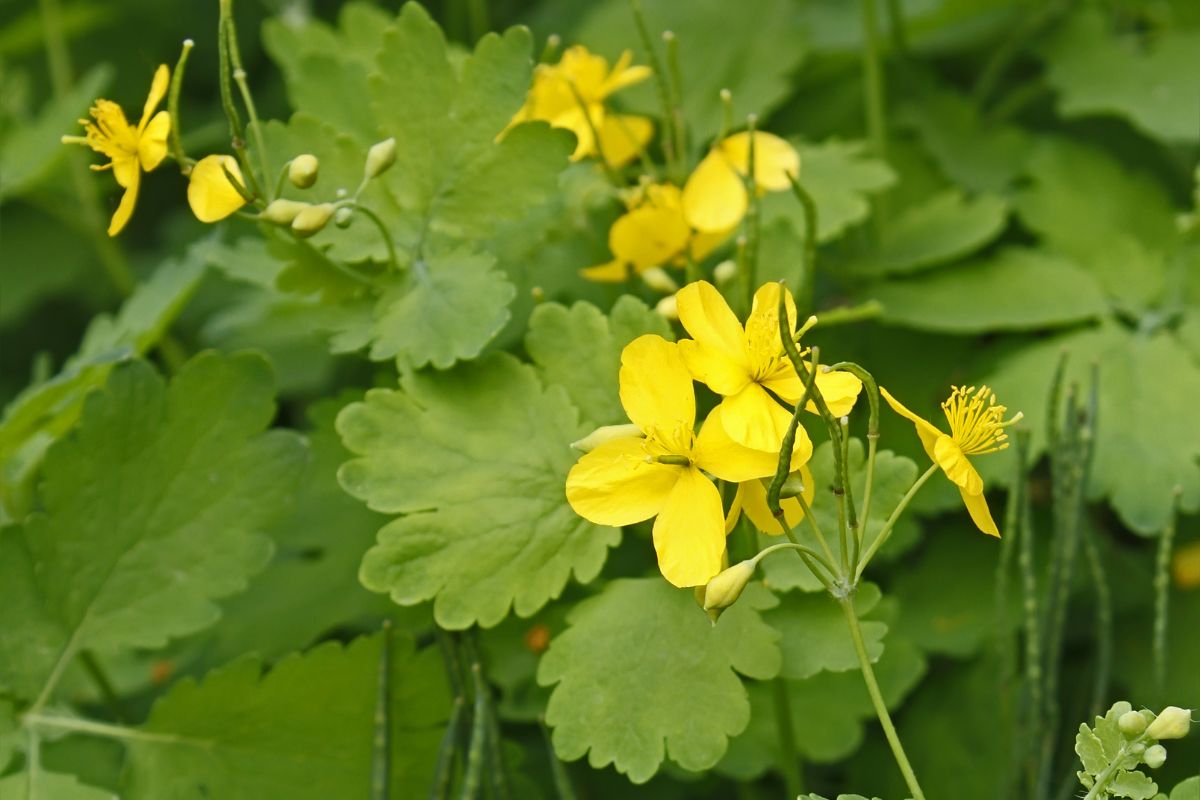 All-You-Need-To-Know-About-The-Yellow-Wood-Poppy