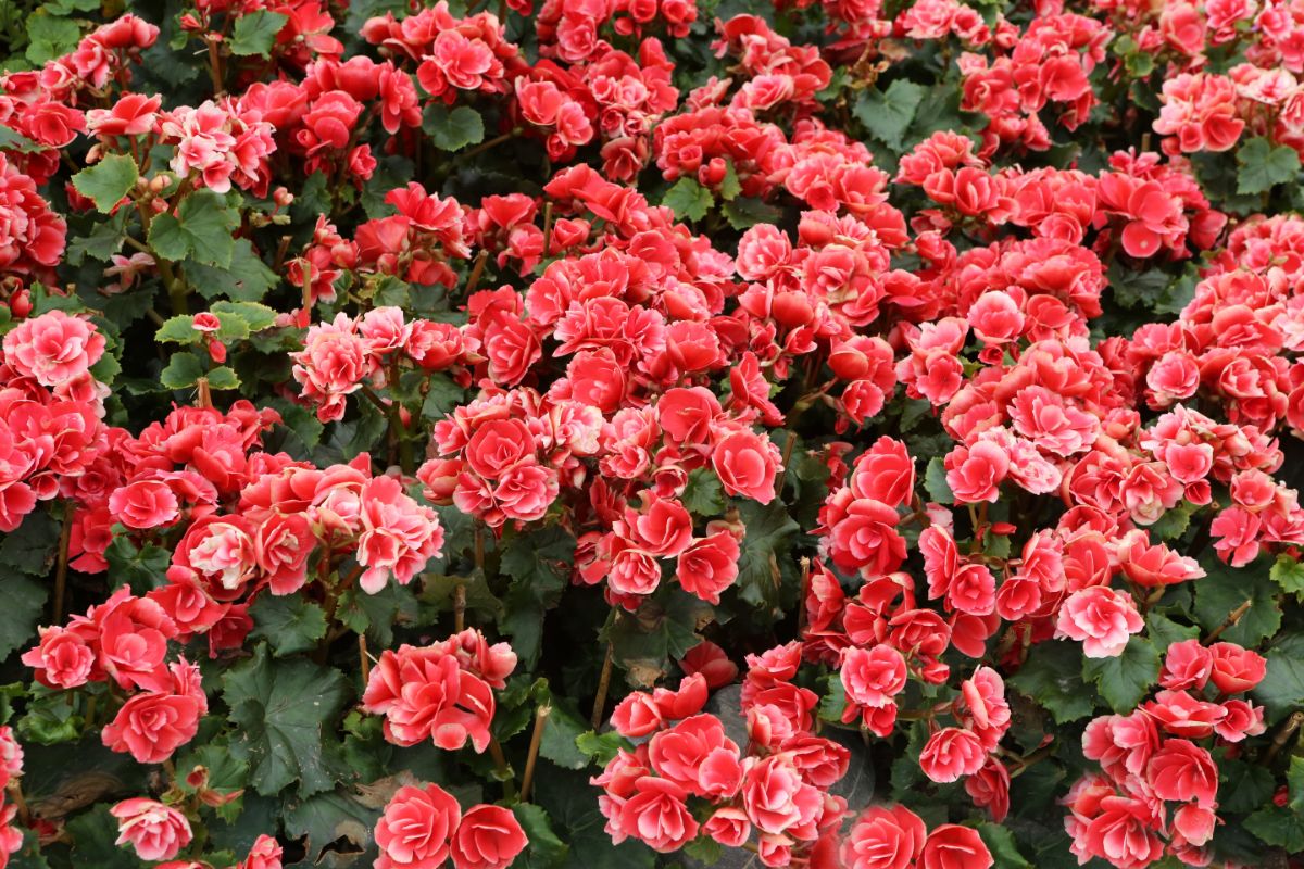Are Begonias Considered Perennial Plants (1)