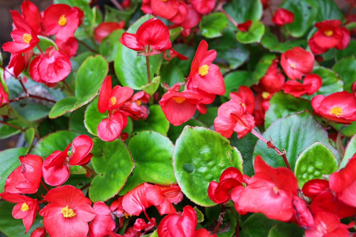 Are Begonias Considered Perennial Plants
