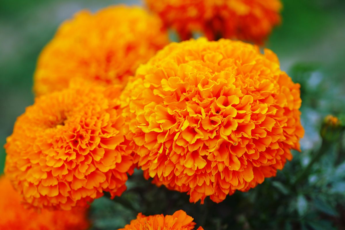 Are Marigolds Considered Perennials (1)