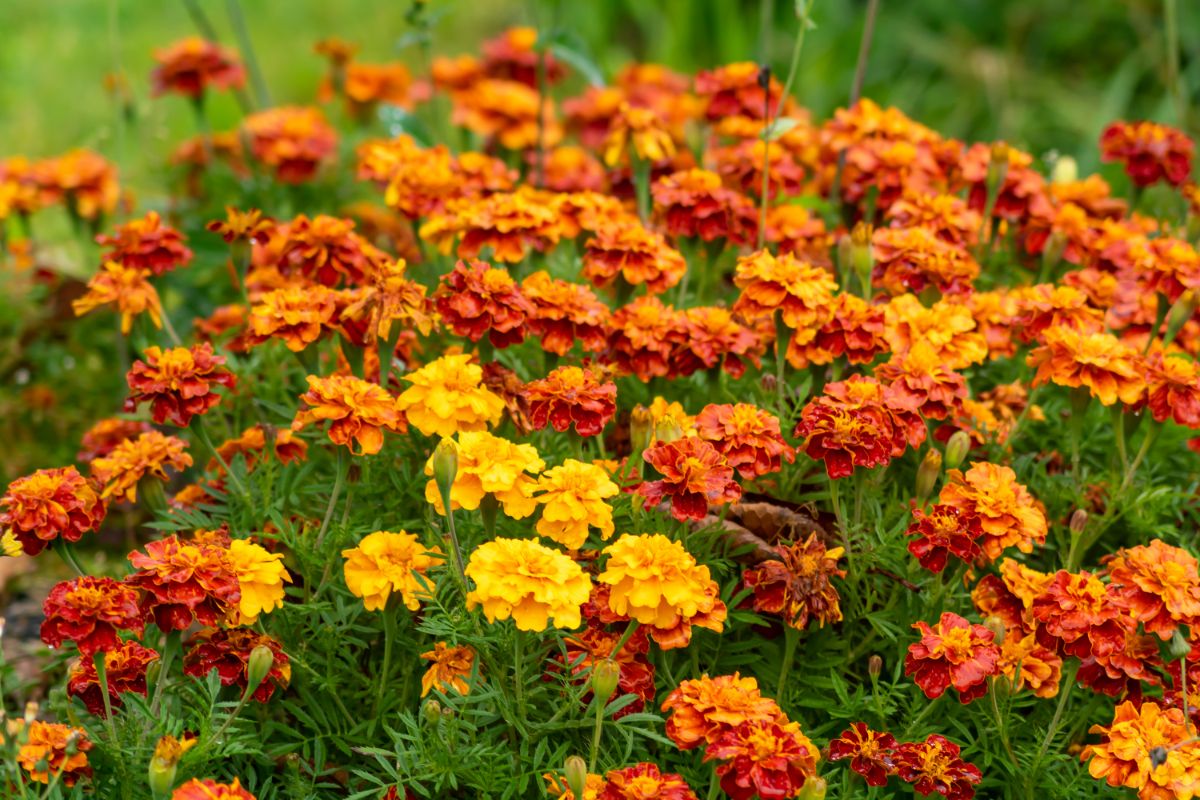 Are Marigolds Considered Perennials