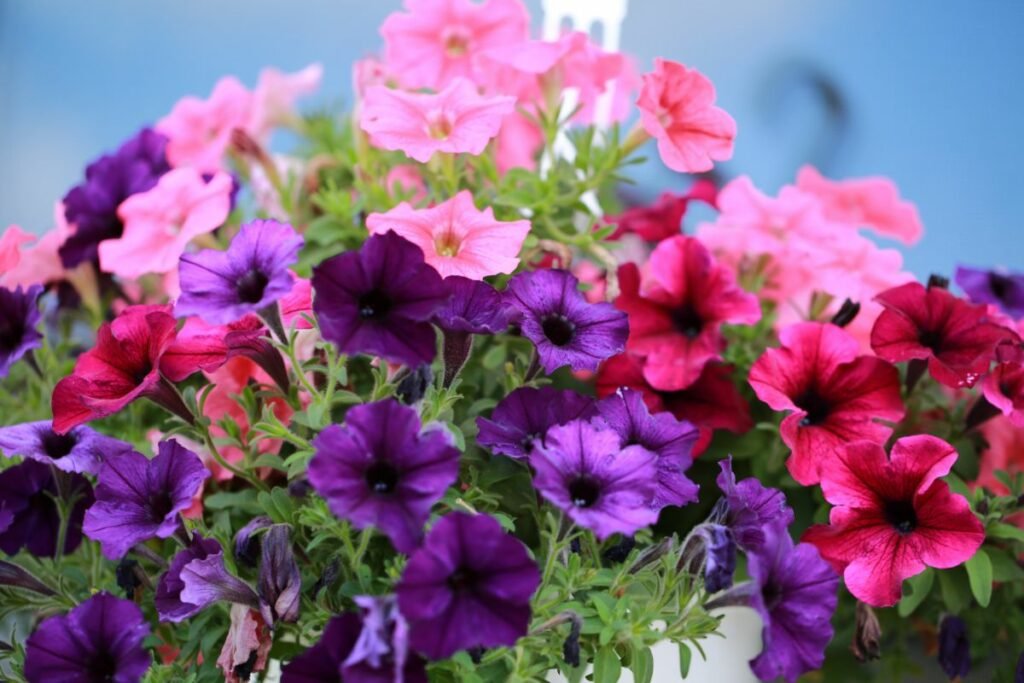 Are Petunias Annuals or Perennials? Will Your Petunias Regrow Next
