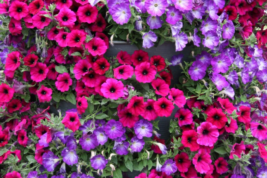 Are Petunias Annuals or Perennials? - Will Your Petunias Regrow Next ...