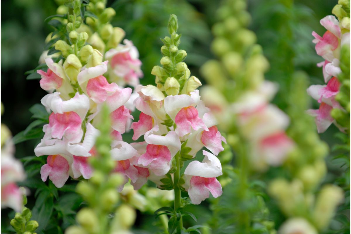 Are Snapdragons Considered Perennials (1)