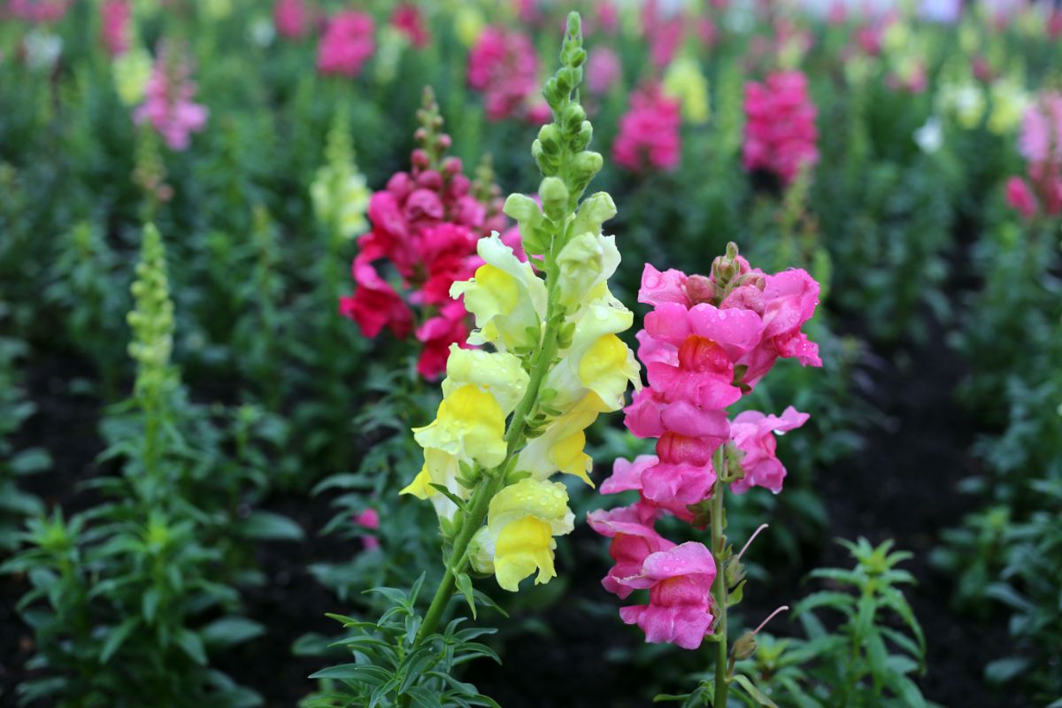 Are Snapdragons Considered Perennials