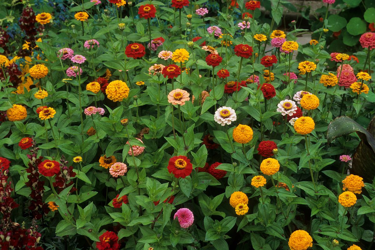 Are Zinnias Perennials How To Make The Most Out Of Zinnia Flowers (2)