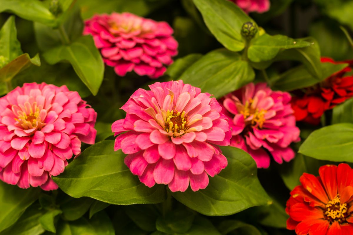 Are Zinnias Perennials How To Make The Most Out Of Zinnia Flowers