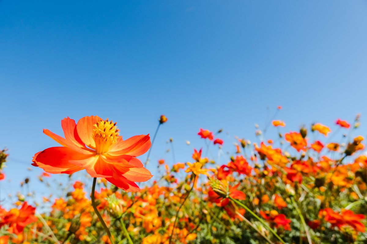 Cosmos Are They Perennials & How To Increase Summer Bloom Time