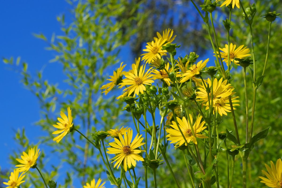 Guide To Perennial Flower: 15 Beautiful Tall Perennial Flowers To Add Dimension To Your Garden 