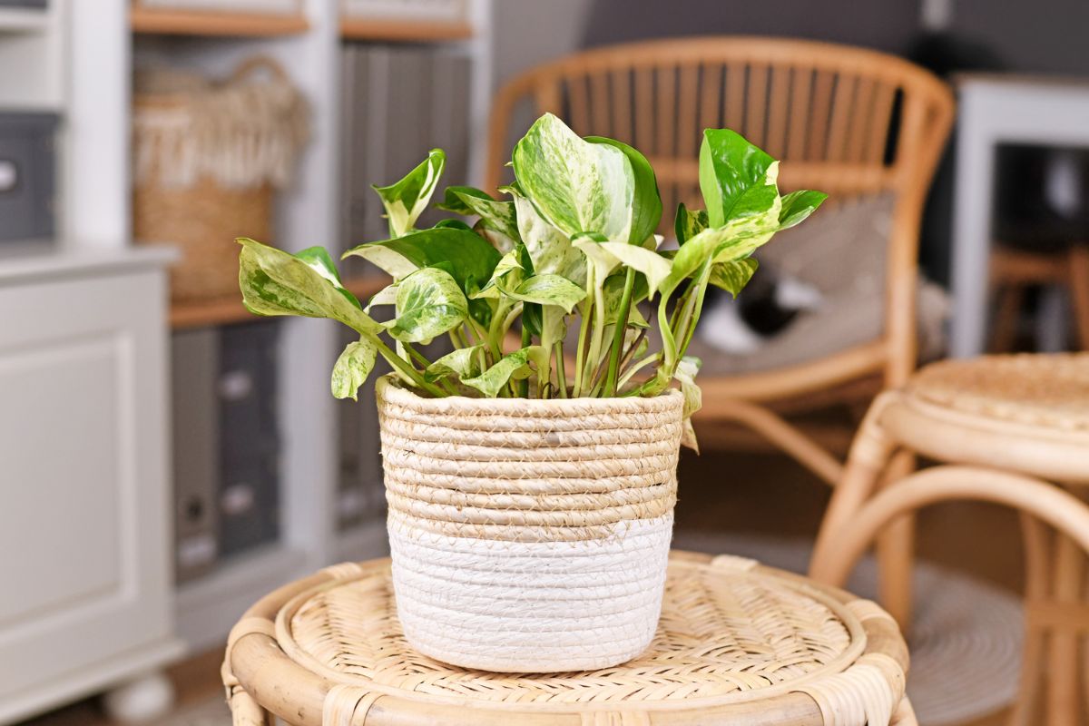 Harlequin Pothos, All You Need To Know 