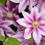 How To Prepare Clematis For Winter And Other Tips