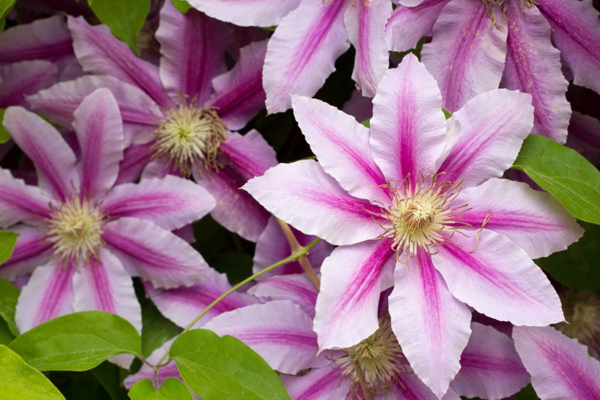 How to Prepare Clematis for Winter and Other Tips
