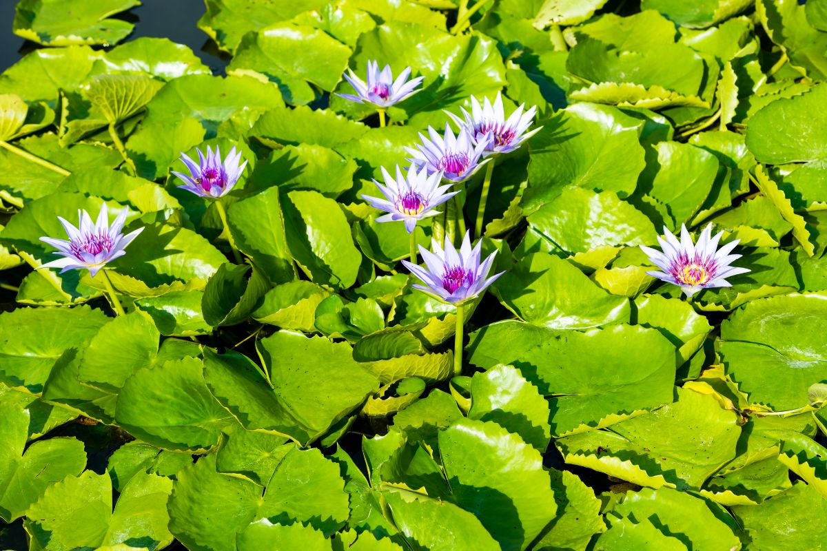 Lotus Vs Water Lily: 5 Key Differences